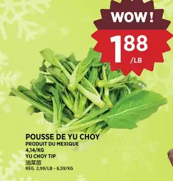 Kim Phat YU CHOY TIP offer