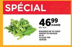 Kim Phat YU CHOY TIPS offer