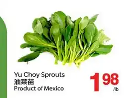 T&T Supermarket YU CHOY SPROUTS offer