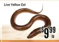 Nations Fresh Foods Live Yellow Eel offer