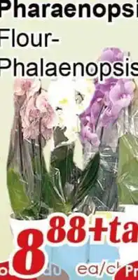Marche C&T Pharaenopsis Flour- Phalaenopsis offer
