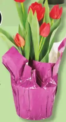 IGA TULIPS BULBS offer