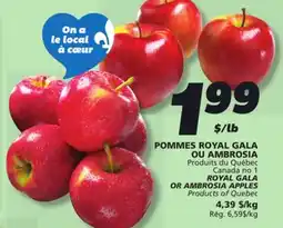 IGA ROYAL GALA OR AMBROSIA APPLES offer