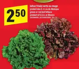 Maxi laitue frisée verte ou rouge offer