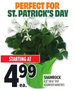 Metro SHAMROCK 4.5 OR 6 POT offer