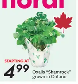 Sobeys Oxalis Shamrock offer