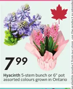 Sobeys Hyacinth offer