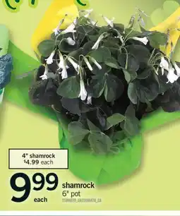 Fortinos SHAMROCK, 6 pot offer