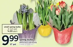 Fortinos SPRING BULBS, 6 pot offer