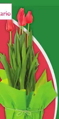 Food Basics 6 POTTED SPRING BULBS offer