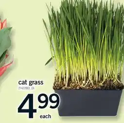 Fortinos CAT GRASS offer