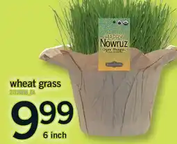 Fortinos WHEAT GRASS, 6 INCH offer