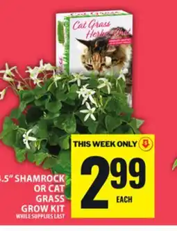 Food Basics 4.5 SHAMROCK OR CAT GRASS GROW KIT offer