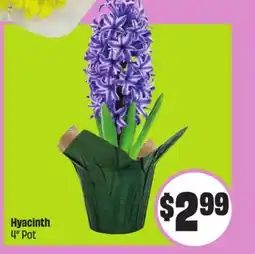 FreshCo Hyacinth 4 Pot - Ramadan offer