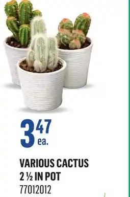 Canac Various Cactus 2 1/2 in Pot offer