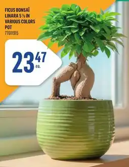 Canac Ficus Bonsaï Linara 5 1/2 in Pot offer