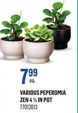 Canac Various Peperomia Zen 4 1/2 in Pot offer