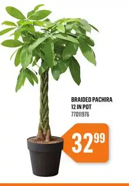 Canac Braided Pachira 12 in Pot offer