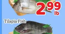 Fresh Value Tilapia Fish offer
