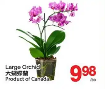 T&T Supermarket LARGE ORCHID offer