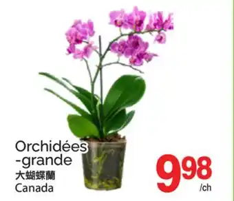 T&T Supermarket ORCHIDÉES -GRANDE offer