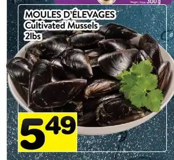 Supermarché PA MOULES D'ÉLEVAGES | Cultivated Mussels offer