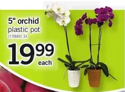 Loblaws Orchid offer