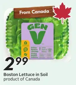 Sobeys Boston Lettuce in Soil offer