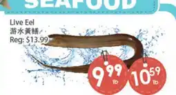 Fresh Palace Supermarket Live Eel offer