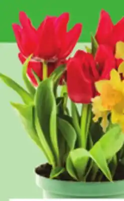 Giant Tiger 4 assorted bulbs offer