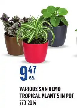 Canac Various San Remo Tropical Plant 5 in Pot offer