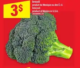 Maxi BROCOLI | BROCCOLI offer