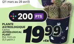 IGA Cactus ASTROLOGICAL PLANT offer