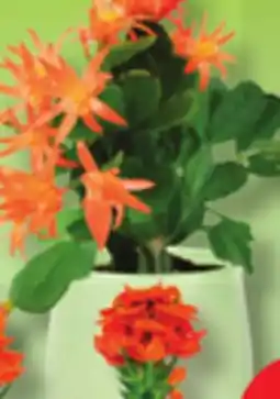 IGA SPRING CACTUS, ORNITHOGALUM OR FLOWERED POT offer