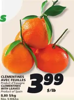 IGA CLEMENTINES WITH LEAVES offer