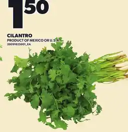 Loblaws CILANTRO offer