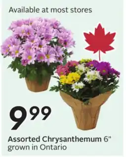 Sobeys Assorted Chrysanthemum offer