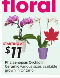 Sobeys Phalaenopsis Orchid in Ceramic offer