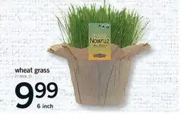 Fortinos WHEAT GRASS, 6 INCH offer