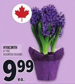 Metro HYACINTH 6 POT offer