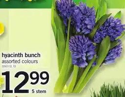 Loblaws Hyacinth bunch assorted colours offer