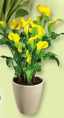 Loblaws Calla lily offer