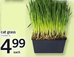 Loblaws Cat grass offer
