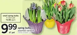 Loblaws Spring bulbs offer