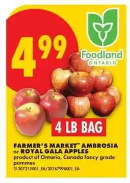No Frills Farmer's Market Ambrosia or Royal Gala Apples offer