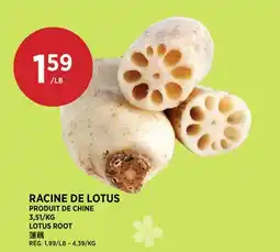 Kim Phat LOTUS ROOT offer