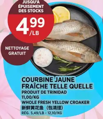 Kim Phat WHOLE FRESH YELLOW CROAKER offer