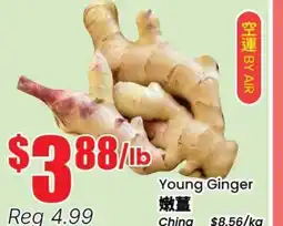 Btrust Supermarket Young Ginger offer