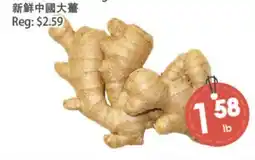 Fresh Palace Supermarket fresh ginger offer