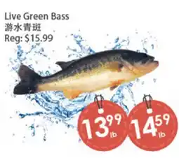 Fresh Palace Supermarket Live Green Bass offer